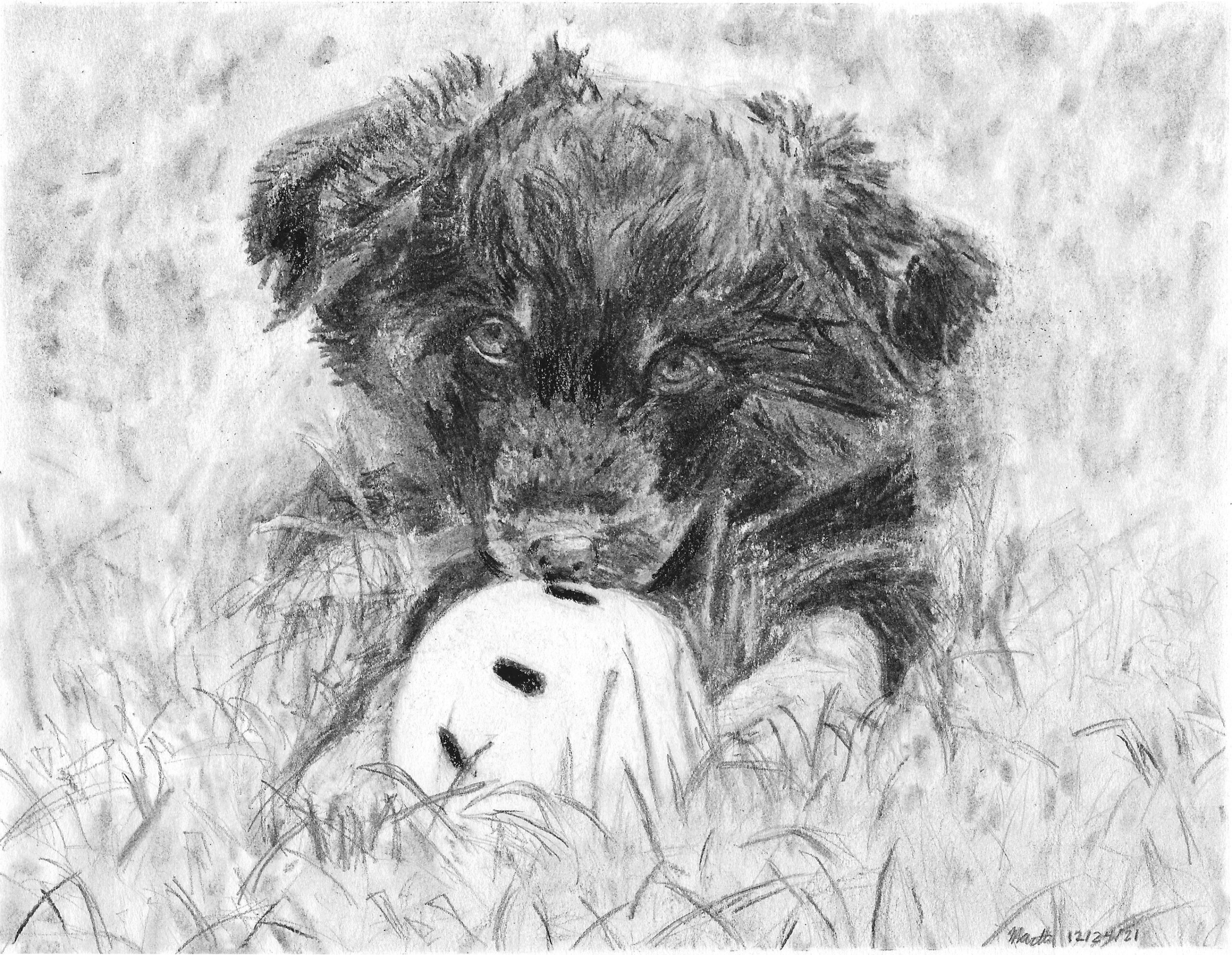 Featured image for “Puppy with Ball Portrait”