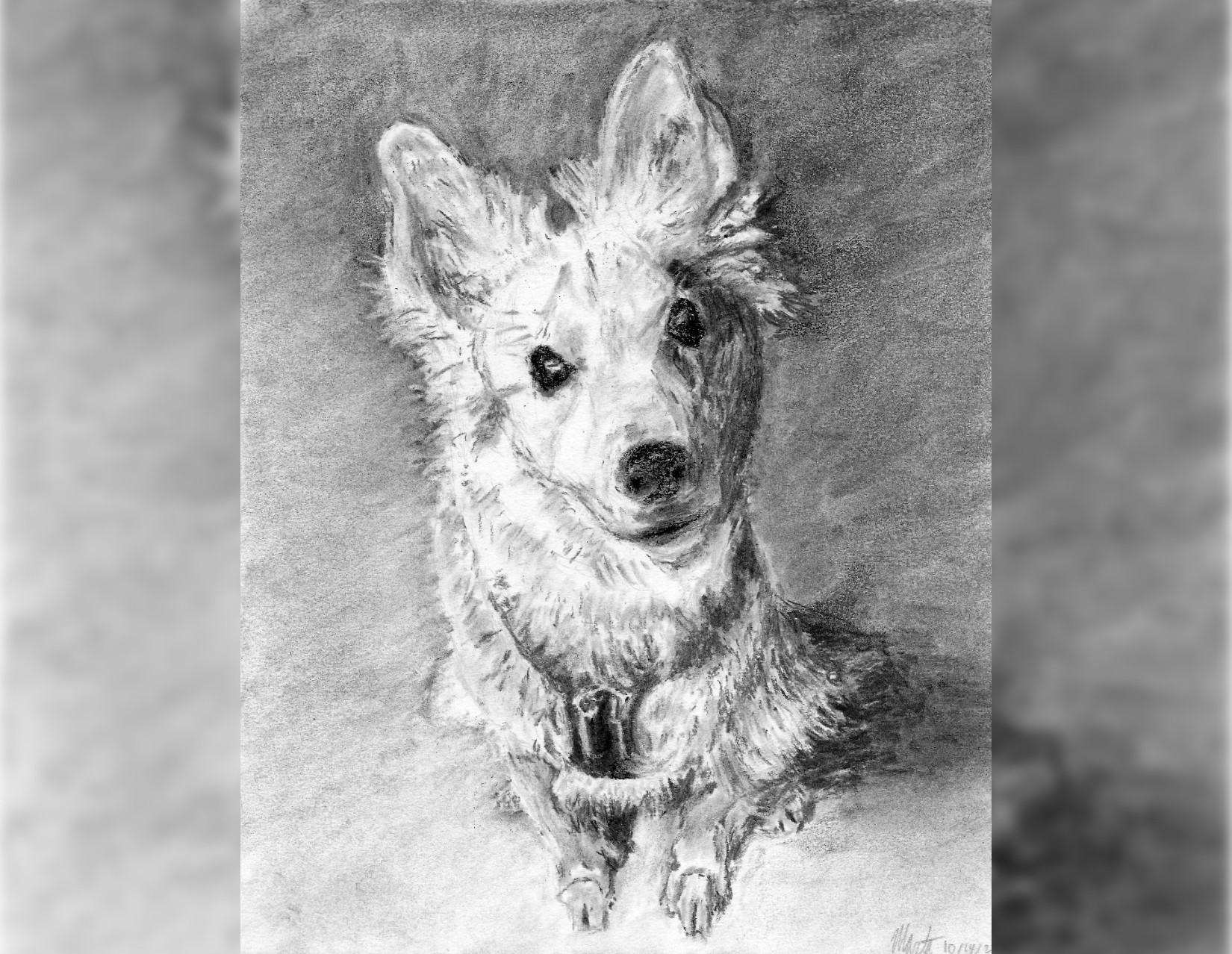 Featured image for “Collie Dog Portrait”